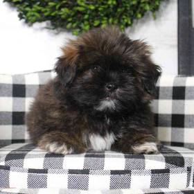 Shih Tzu-Pom