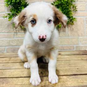 Australian Shepherd