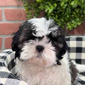 Shih Tzu