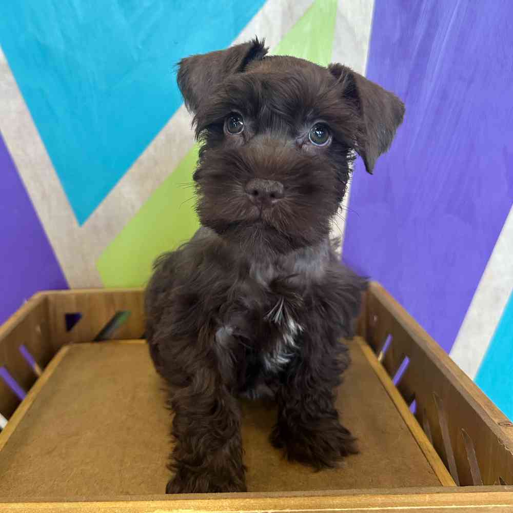 Image of a pet breed in the gallery