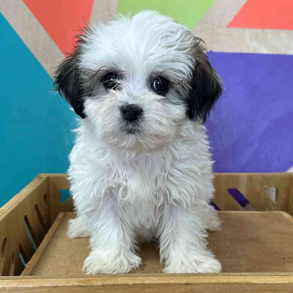 carousel pet images