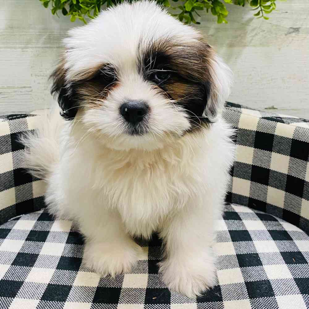carousel pet images