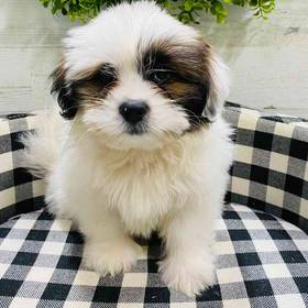 Shih Tzu