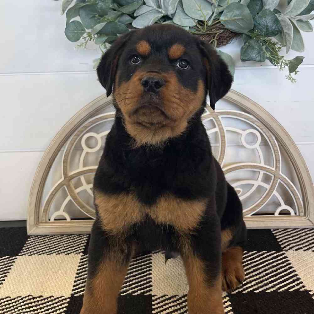 Male Rottweiler Puppy for Sale in Fayetteville, AR