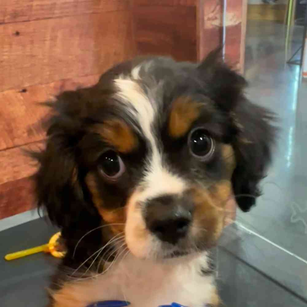 carousel pet images