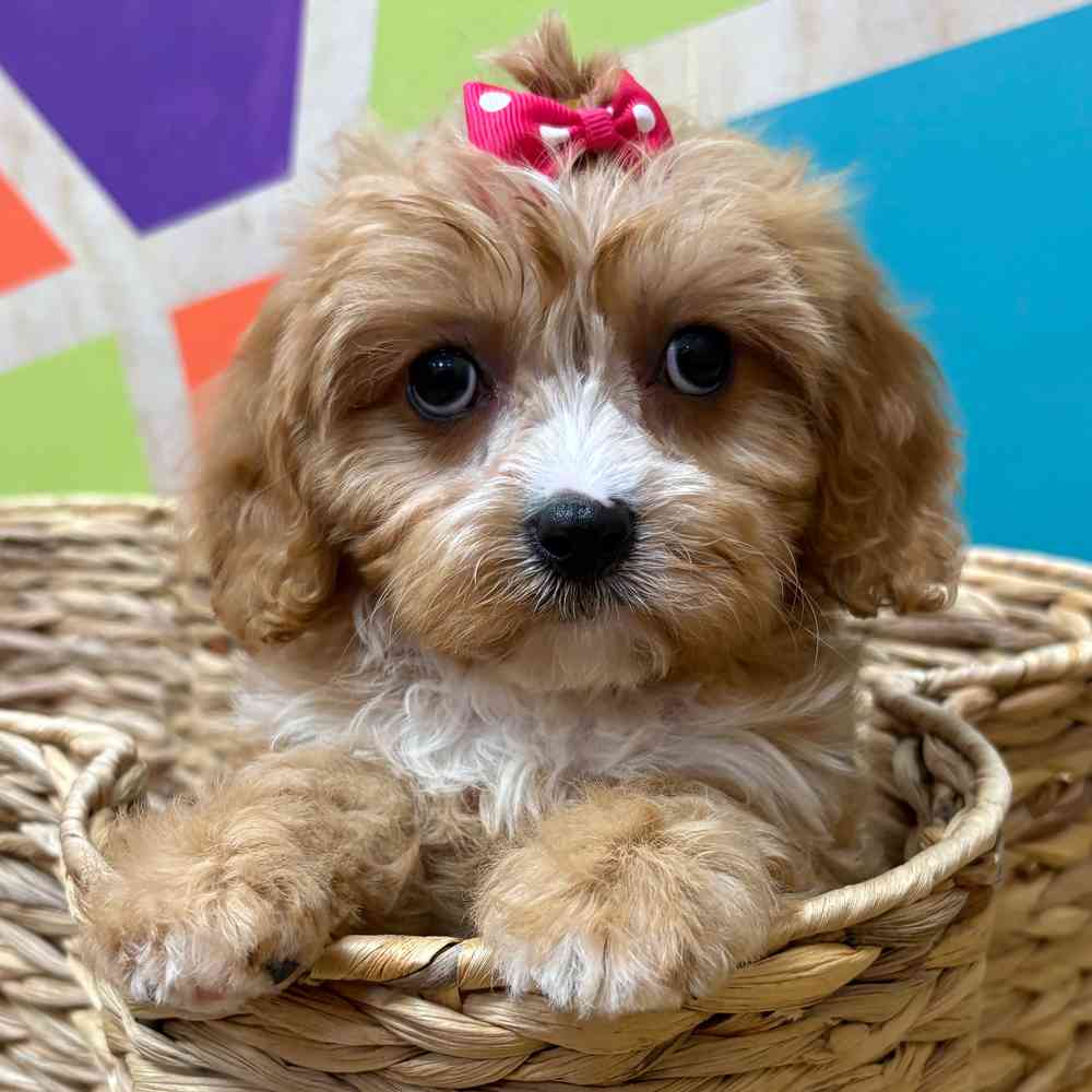carousel pet images