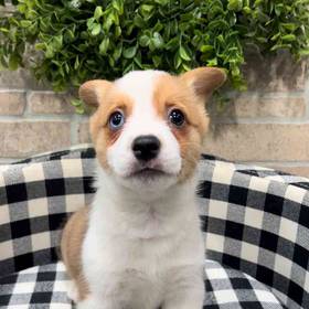 Pembroke Welsh Corgi