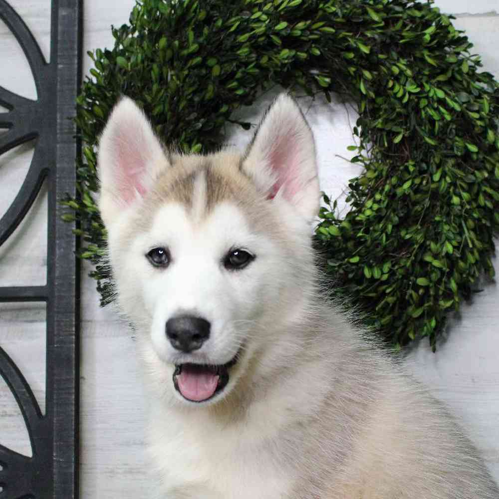 Female Siberian Husky Puppy for sale