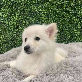 American Eskimo