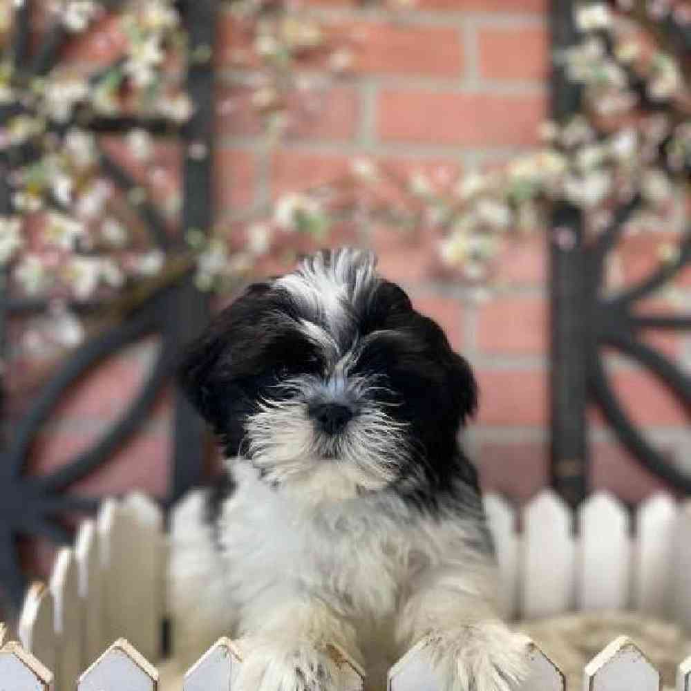 Male Shih Tzu Puppy for Sale in Rogers, AR