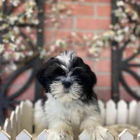 Shih Tzu