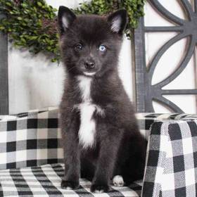 Pom-Klee Kai