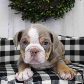 English Bulldog