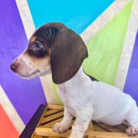 Mini Dachshund