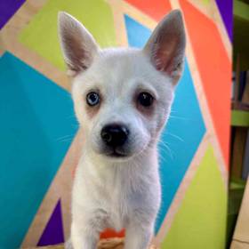 Alaskan Klee Kai