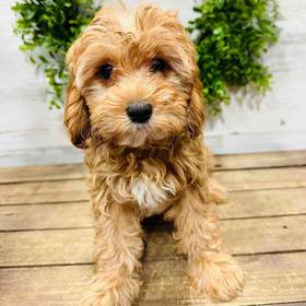 Cavapoo