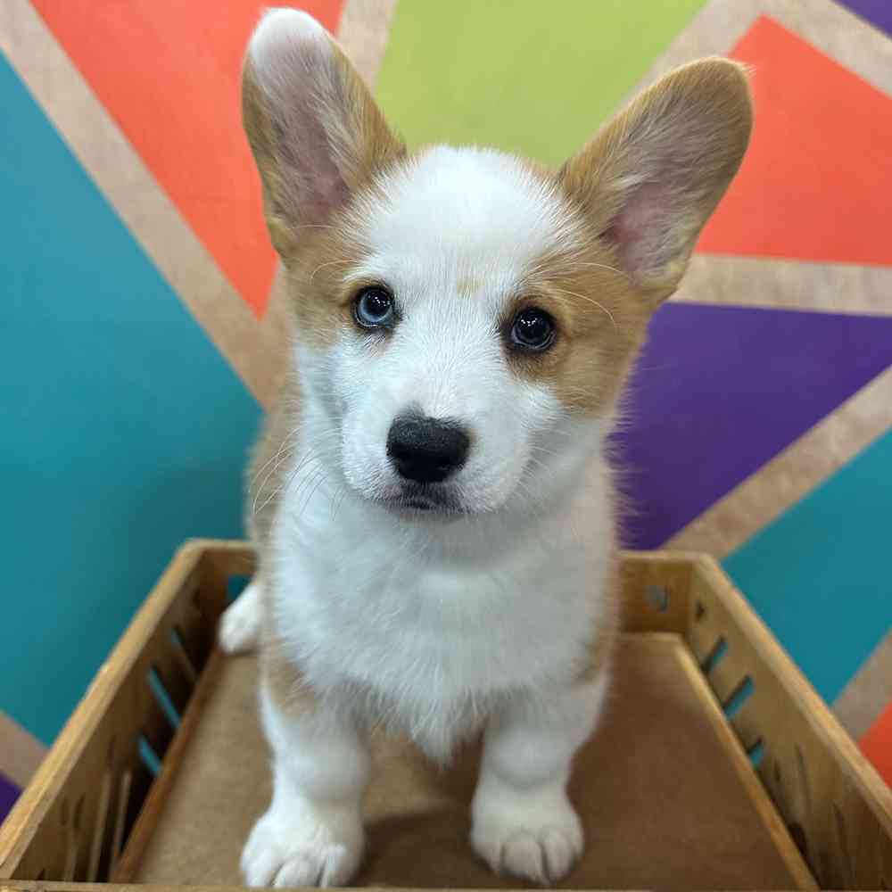 Image of a pet breed in the gallery
