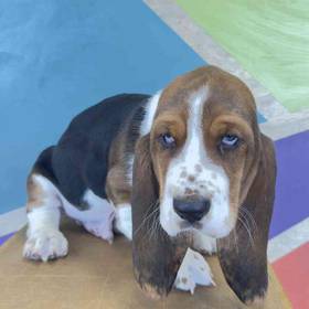 Basset Hound
