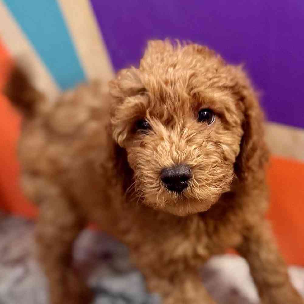 Male Mini Goldendoodle Puppy for Sale in Joplin, MO