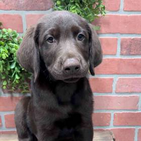 Labrador Retriever