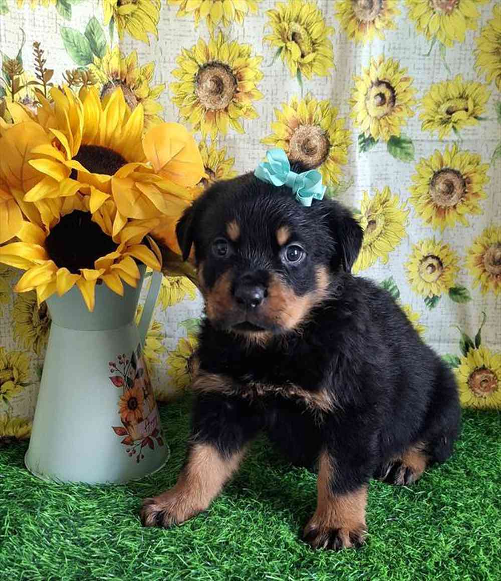 Image of a pet breed in the gallery