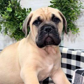 Bullmastiff