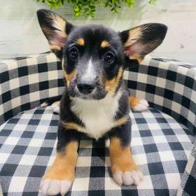 Cardigan Welsh Corgi