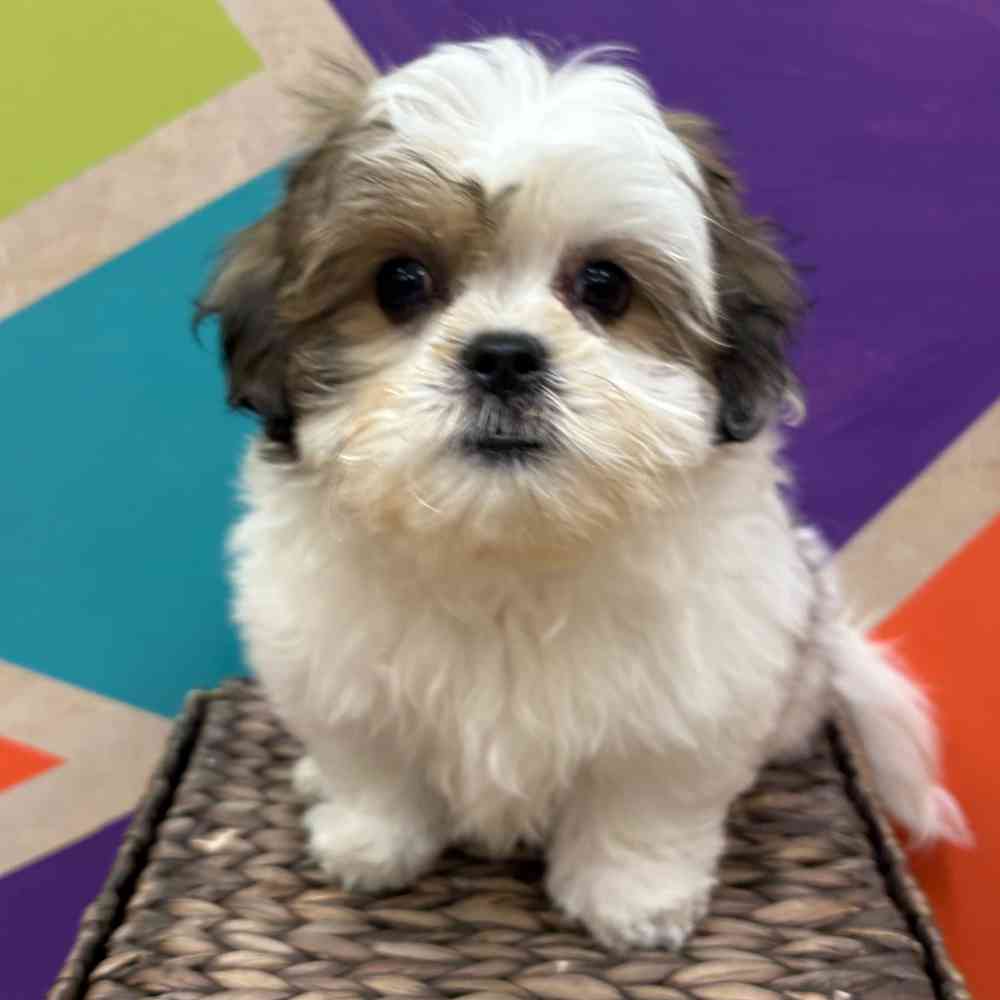 carousel pet images