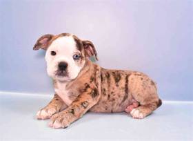 Old English Bulldog