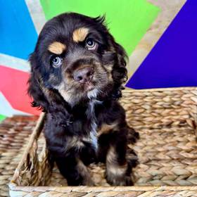 Cocker Spaniel