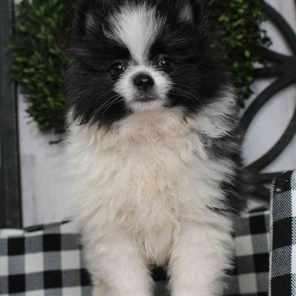 Male Pomeranian Puppy for sale