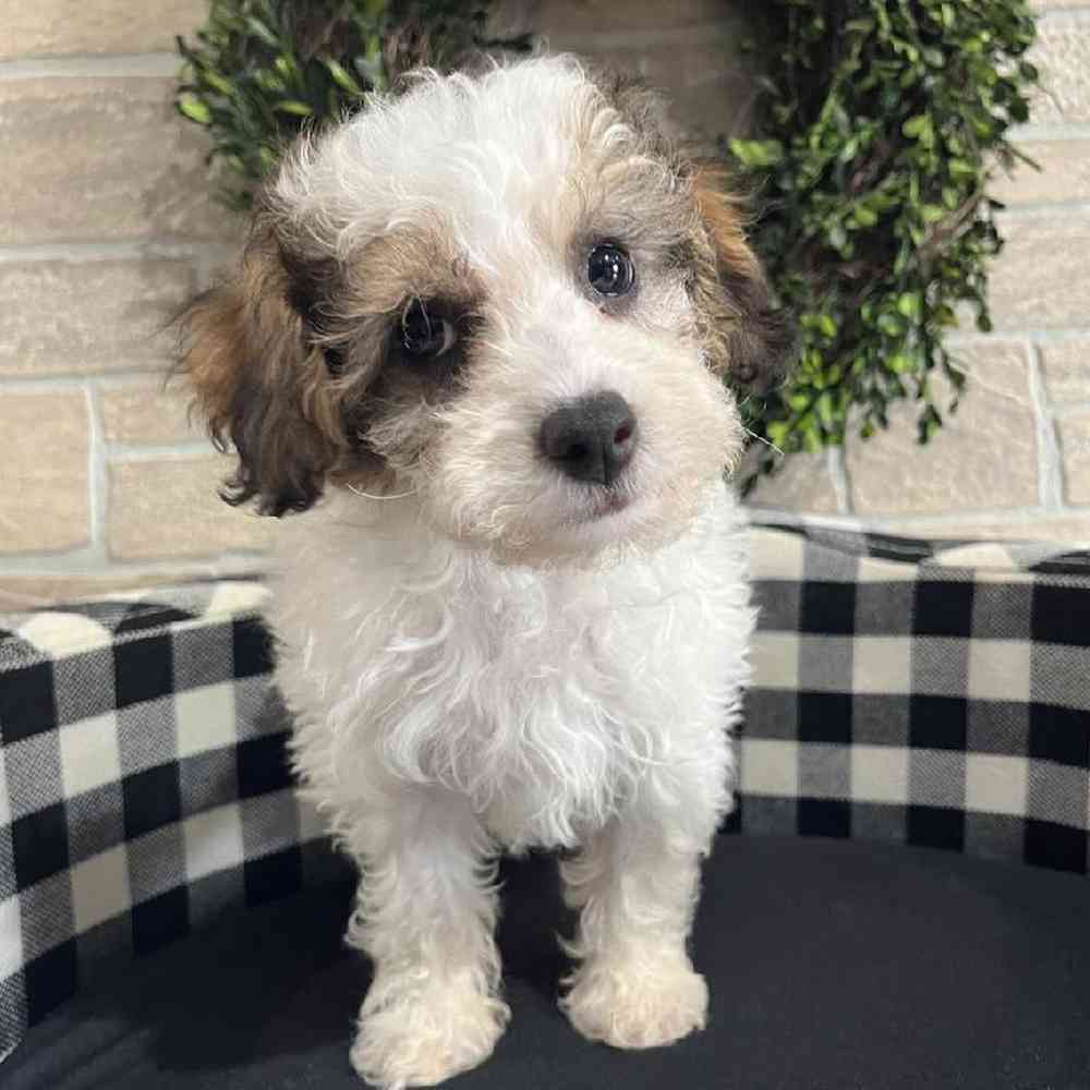 Male Poodle Puppy for sale