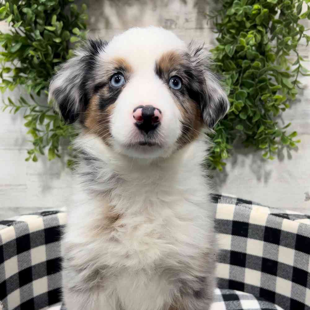 carousel pet images