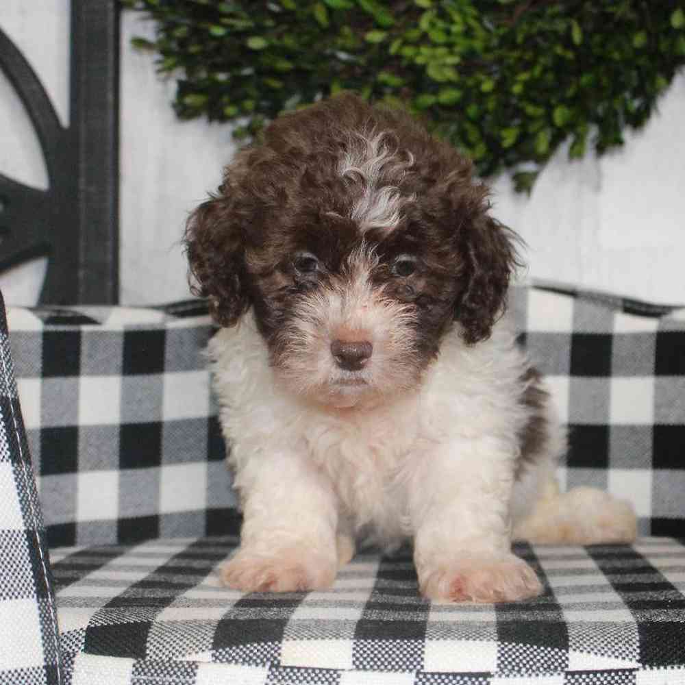 Male Poodle Puppy for sale