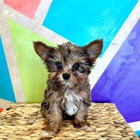 Yorkie