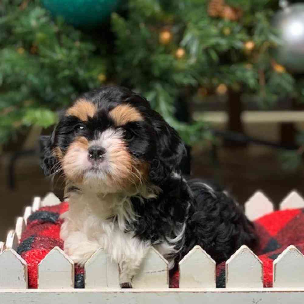 carousel pet images