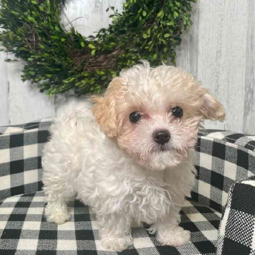 Male Cavachon Puppy for sale