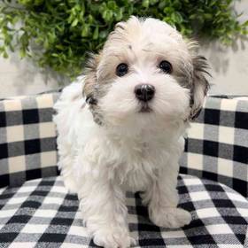 Havanese