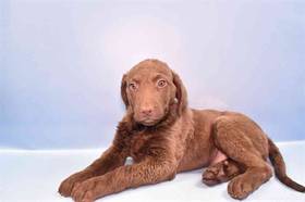 Chesapeake Bay Retriever