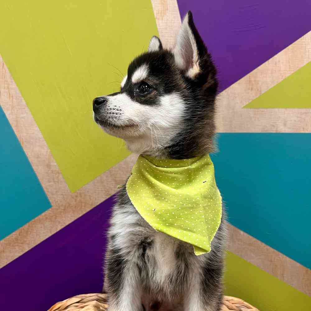 carousel pet images