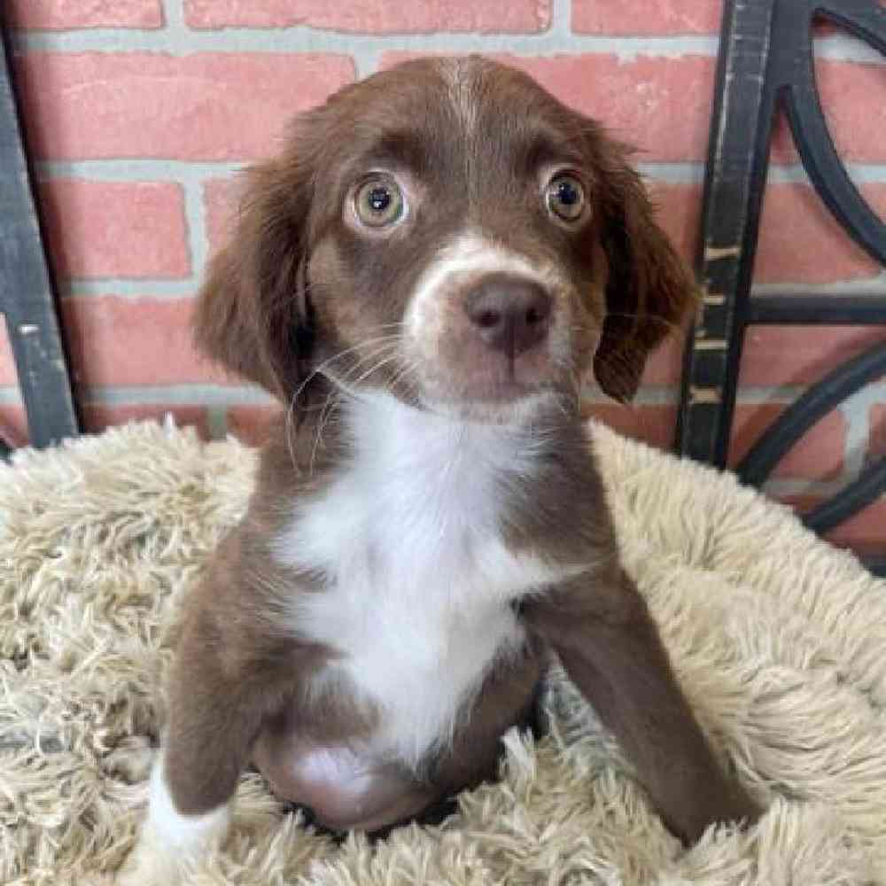 Female Mini Aussie Puppy for Sale in Rogers, AR