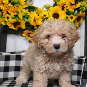 Maltipoo