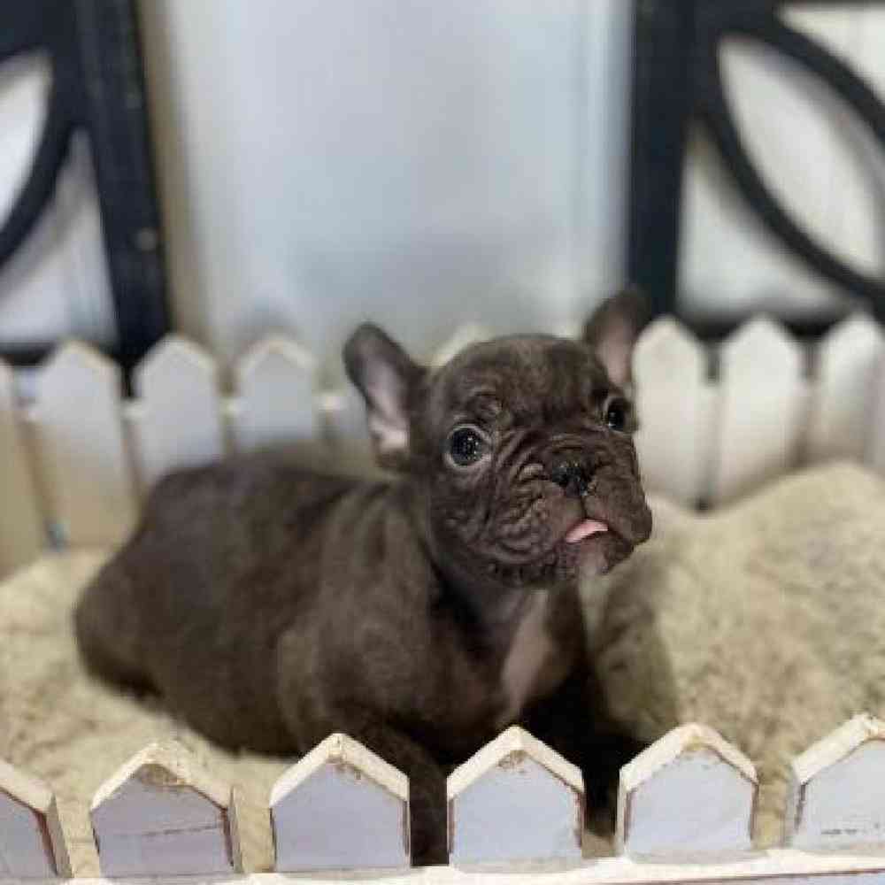 Male French Bulldog Puppy for Sale in Rogers, AR