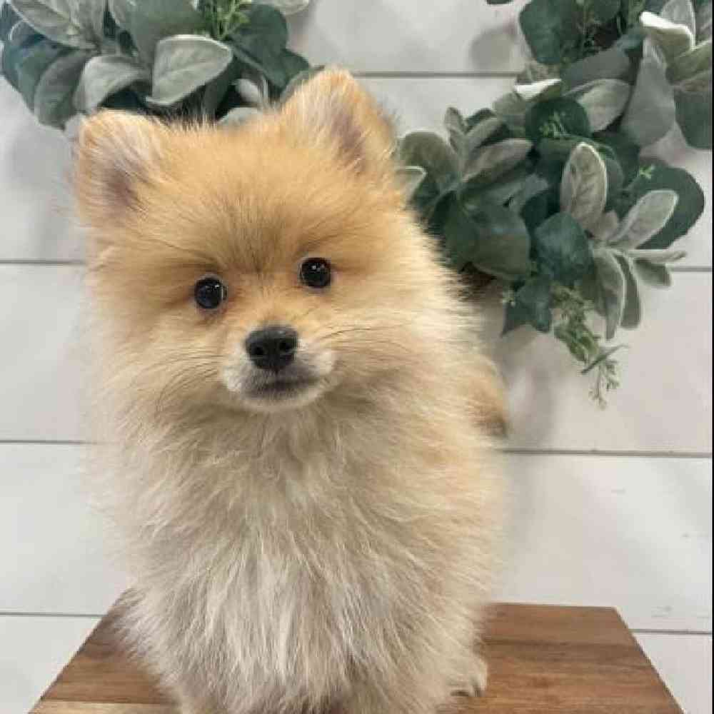 Male Pomeranian Puppy for Sale in Rogers, AR