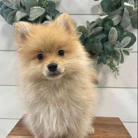 Pomeranian