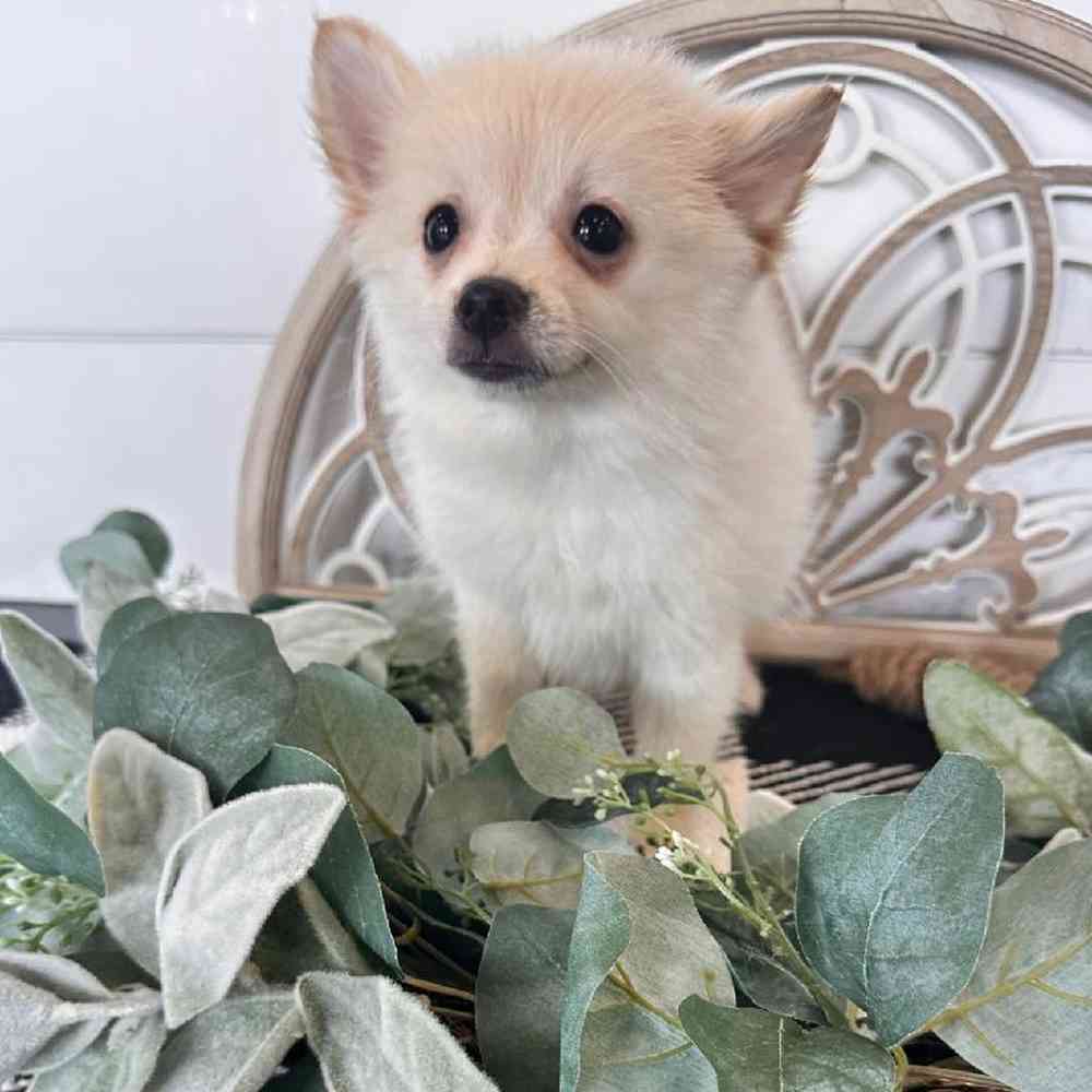Male Pomeranian Puppy for Sale in Rogers, AR