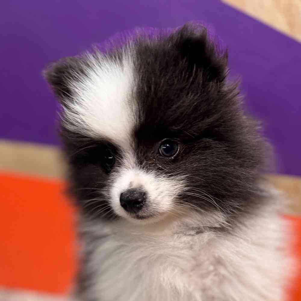 carousel pet images