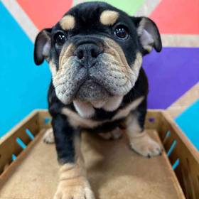English Bulldog