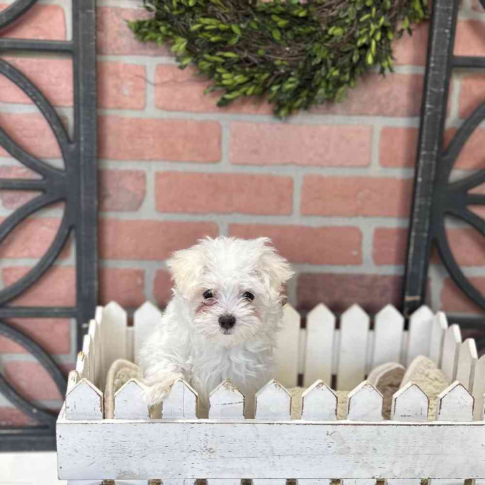 Male Maltese Puppy for Sale in Rogers, AR