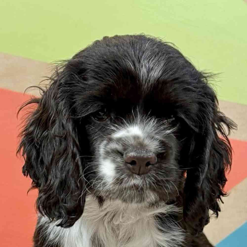 carousel pet images